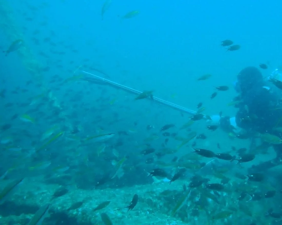 A diver surveying the submerged wreck amid schooling fish