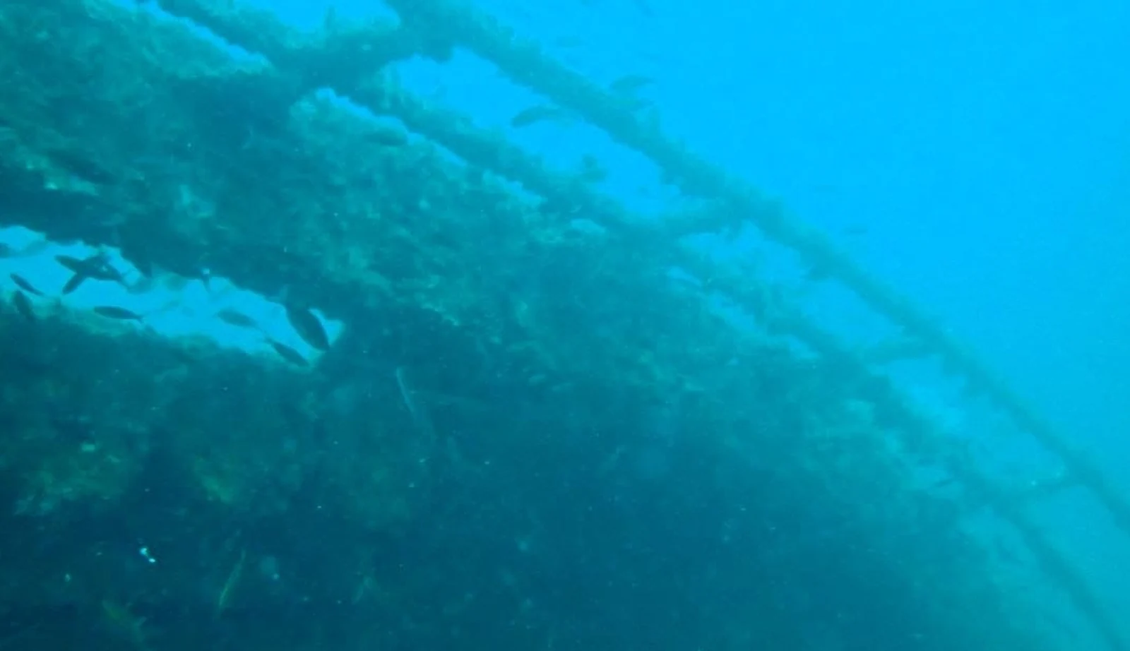 Encrusted structure of a submerged wreck seen underwater